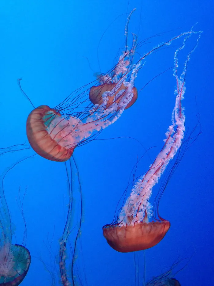 Toronto Jellies
