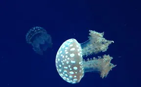 Post Your Favourite Jellyfish Photos!