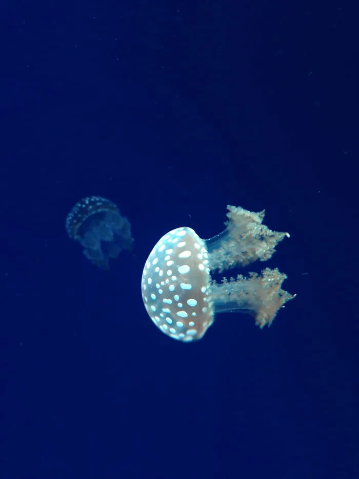 This Way Jelly