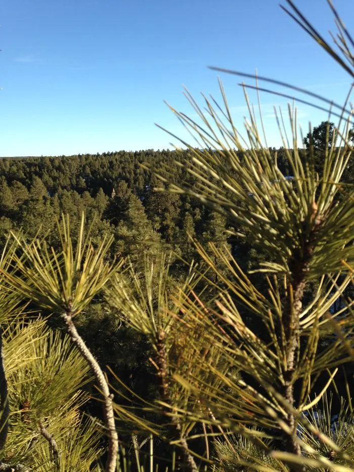 Flagstaff From Up In A Tree