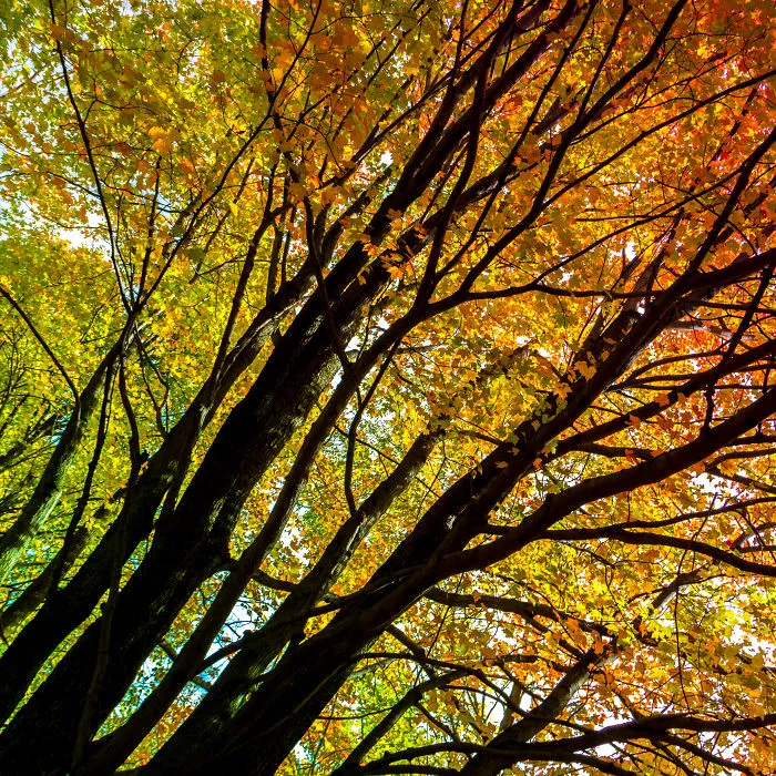 Fall Rainbow