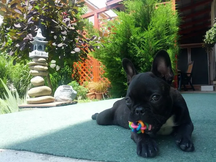 Bella The Frencihe