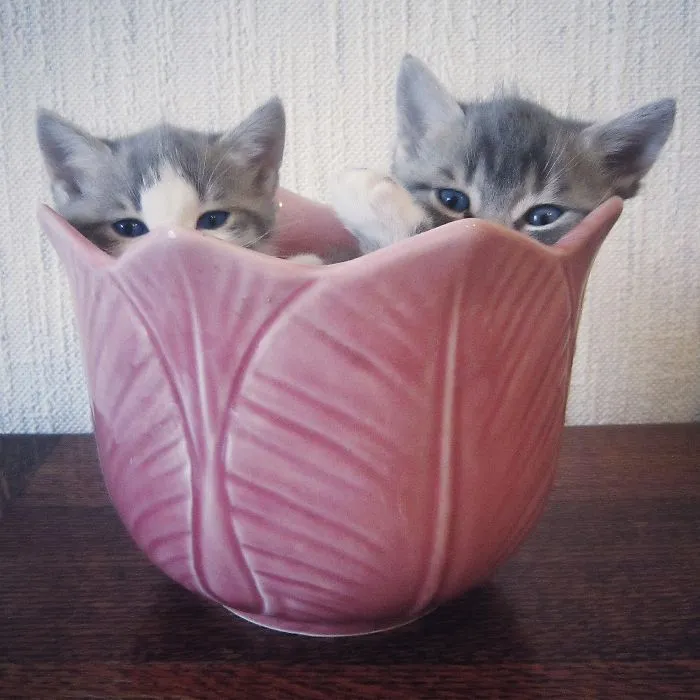 70 Cups Full Of Cuteness
