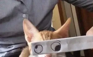Cat Owners In Japan Are Giving Their Cats Funny Anime Eyes