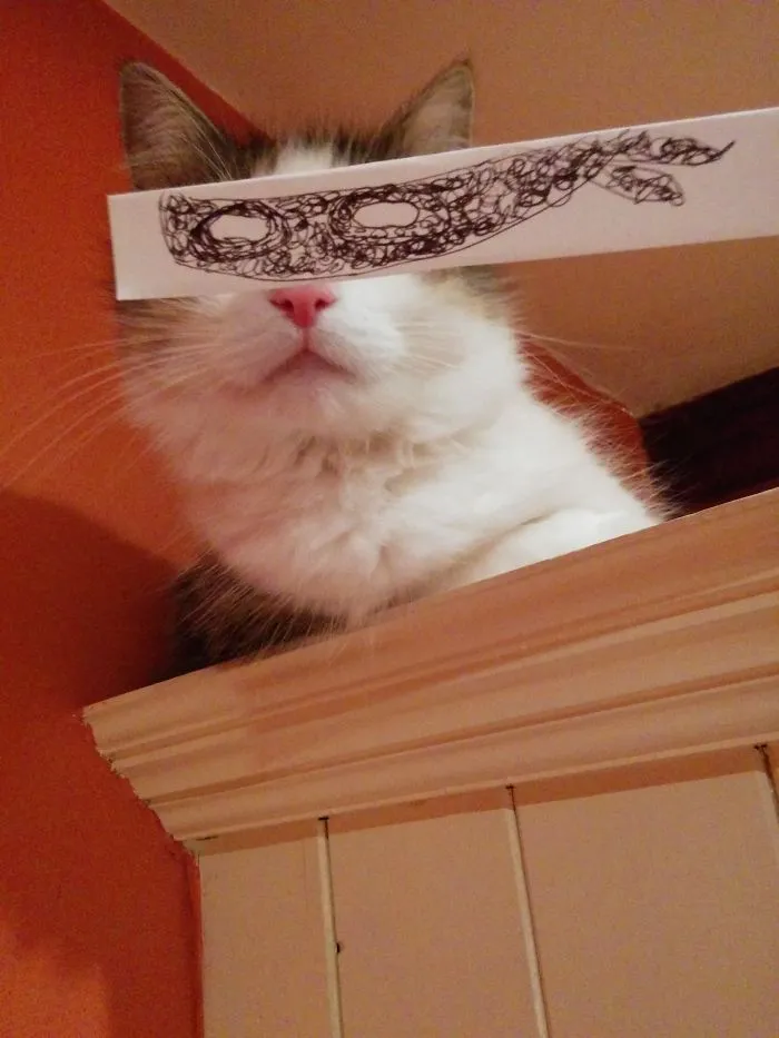 Cat Owners In Japan Are Giving Their Cats Funny Anime Eyes