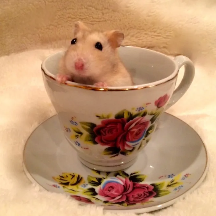 70 Cups Full Of Cuteness
