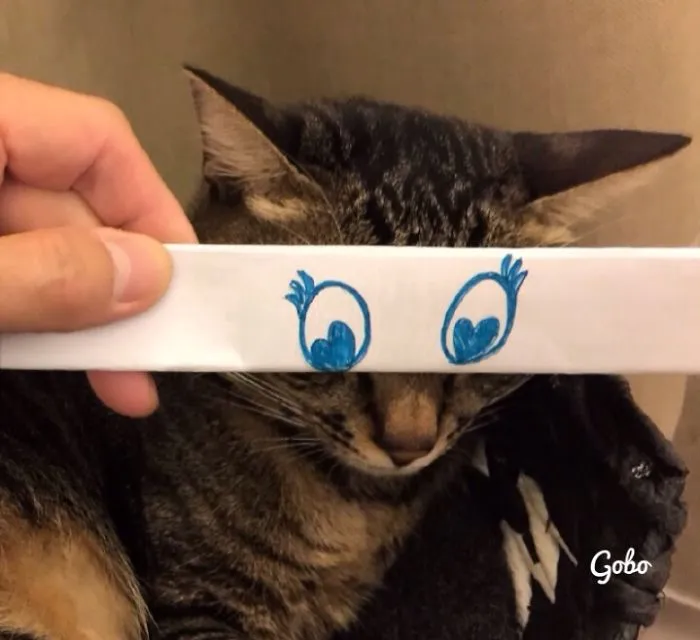 Cat Owners In Japan Are Giving Their Cats Funny Anime Eyes