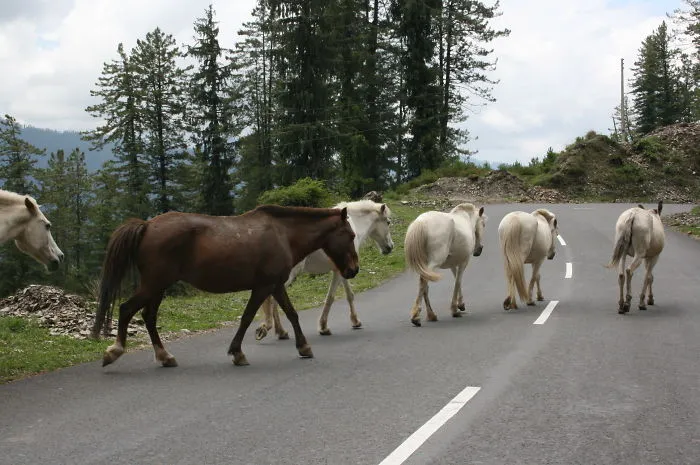 The Road For Everyone...