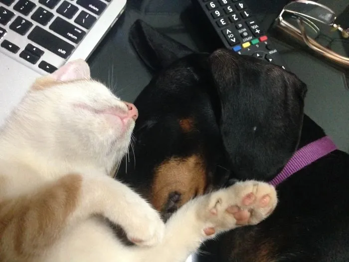 Momo And Chico - Best Buddies!