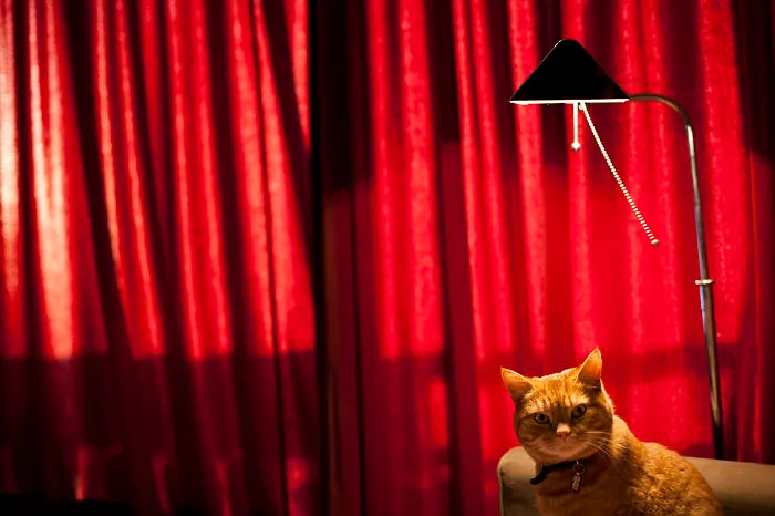 Luccie My Yawning And Stalking Cat