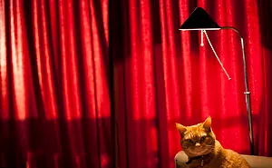 114 Of The Most Famous Cats On The Internet