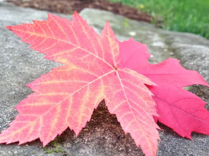 Maple Leaves In Autumn, Vancouver Canada