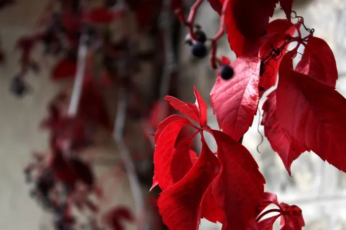 Autumn Leaves