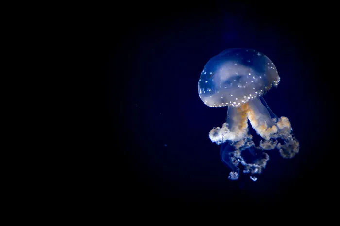 Out Of The Blue 1