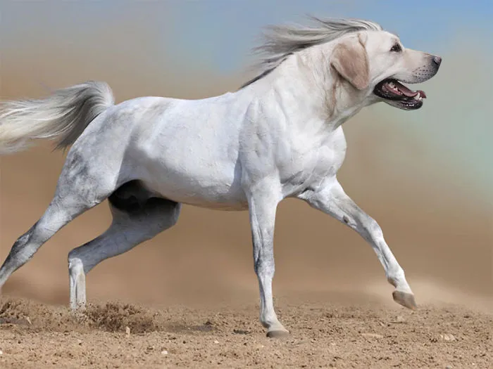 Labradorse