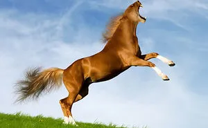 Challenge: Post Your Animal Hybrids