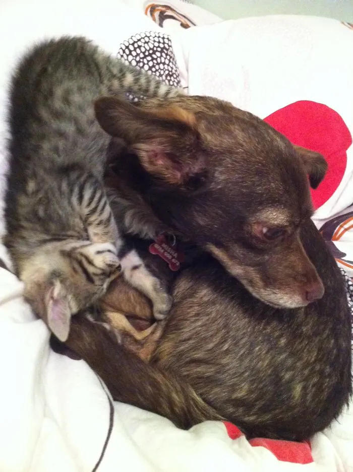 Again Doggy And Kitten.