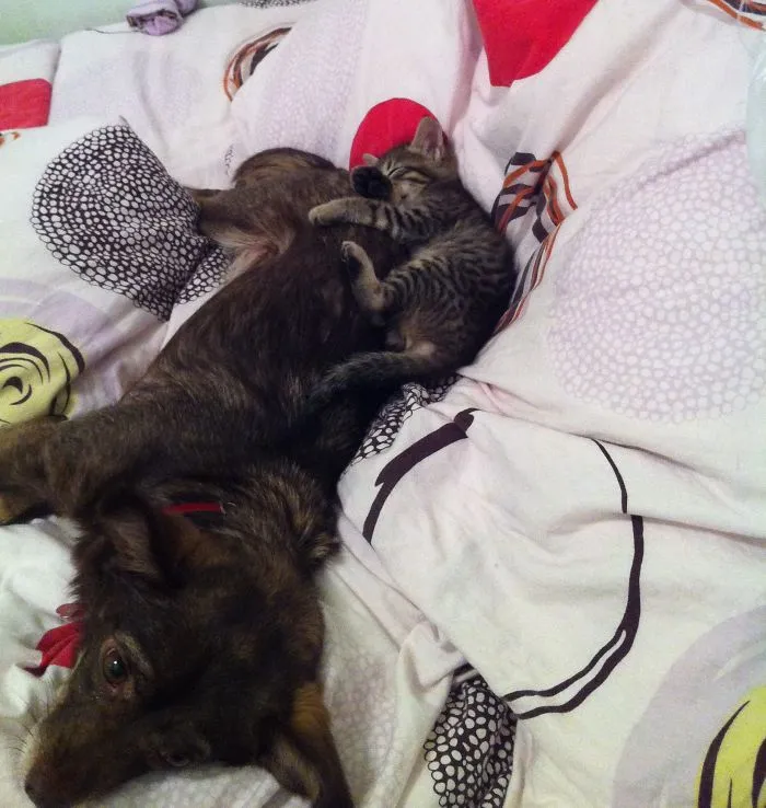 Doggy And Kitten!