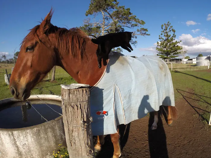 Champy The Horse &amp; Morris The Cat
