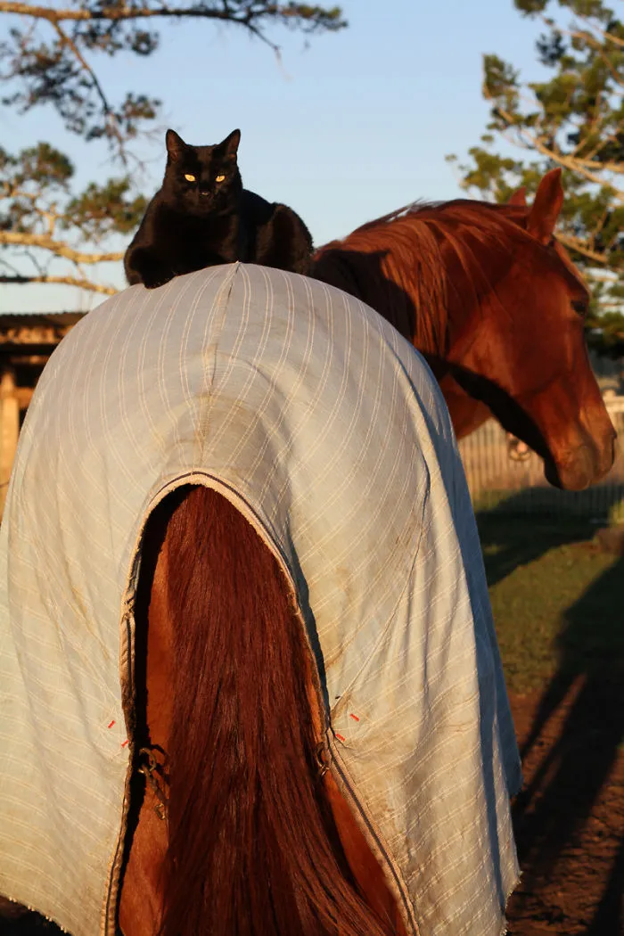 Morris The Horse Riding Cat