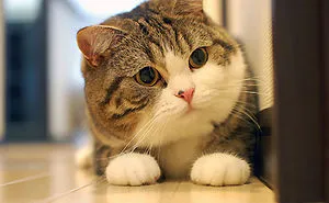 The Most Famous Cats In The World?
