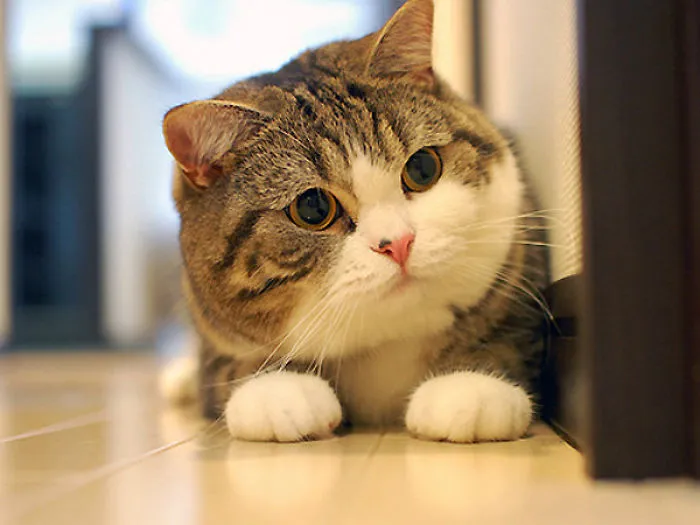 The Most Famous Cats In The World?