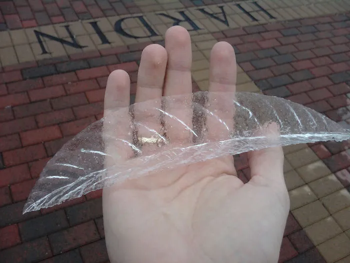 Leaf After Freezing Rain