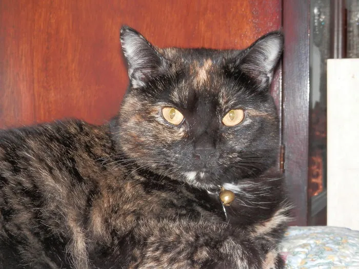 Gracie~~the Queen Of Every Darn Thing!