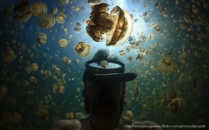 My Selfie With Jellyfish.