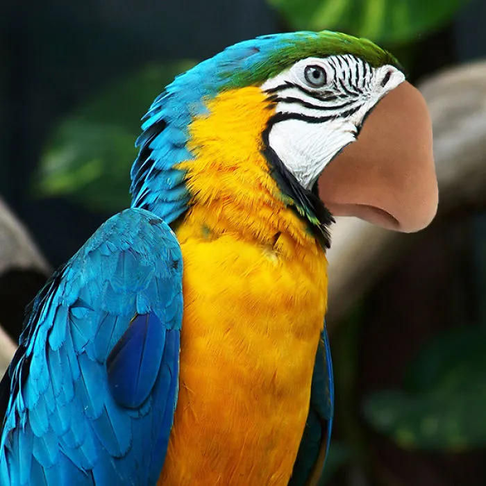 Macawlfactory