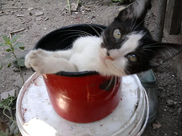 70 Cups Full Of Cuteness