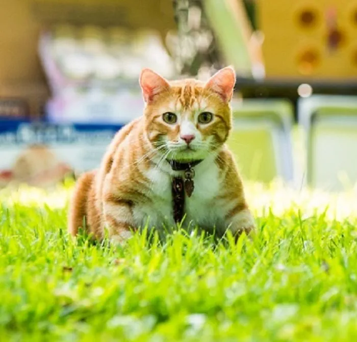 Opie - The Master Of Disaster:  From Feral To Favored This Boy Helps His Rescuing Shelter