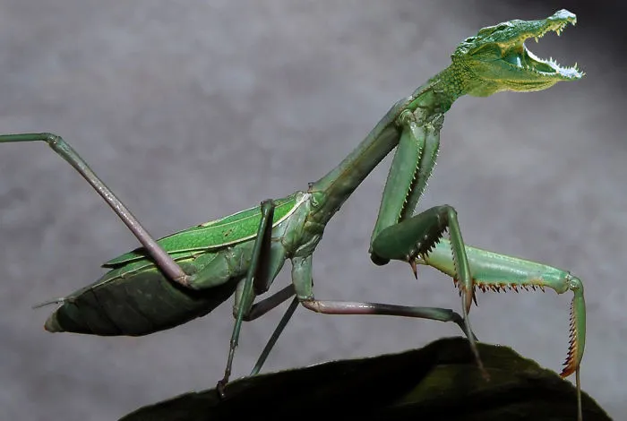 Praying Mantigator