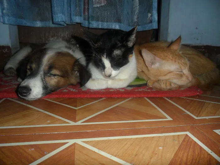♥