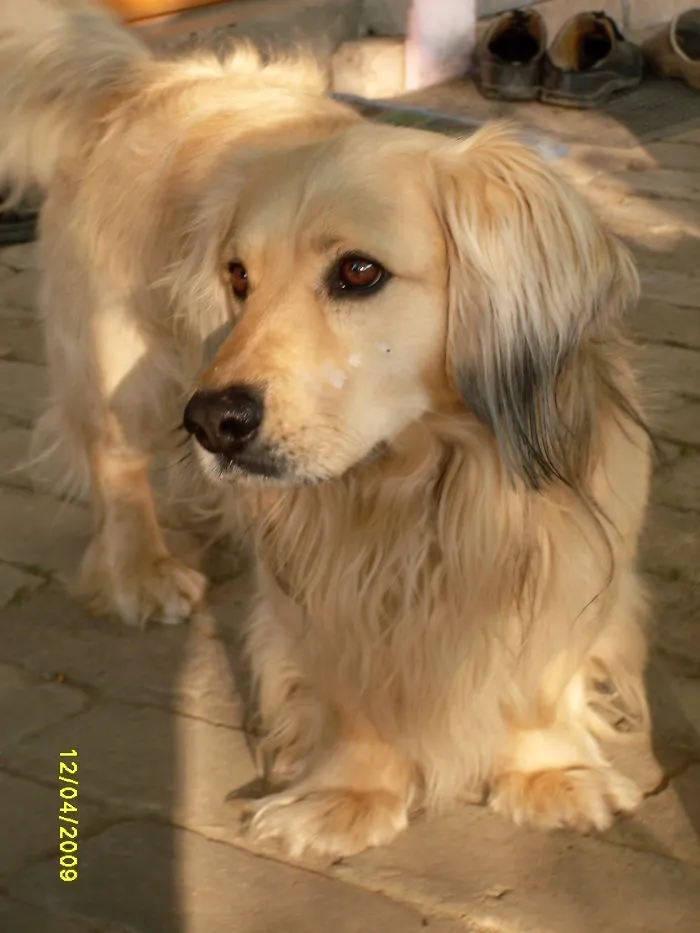My Dog