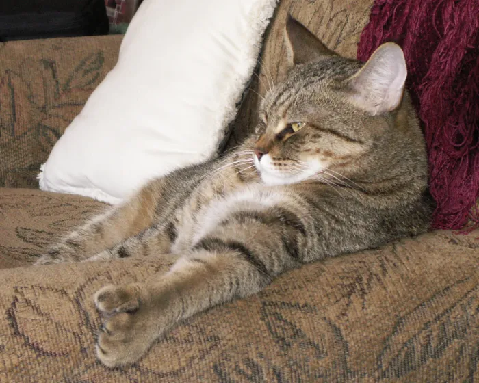 Edward Scissorpaws