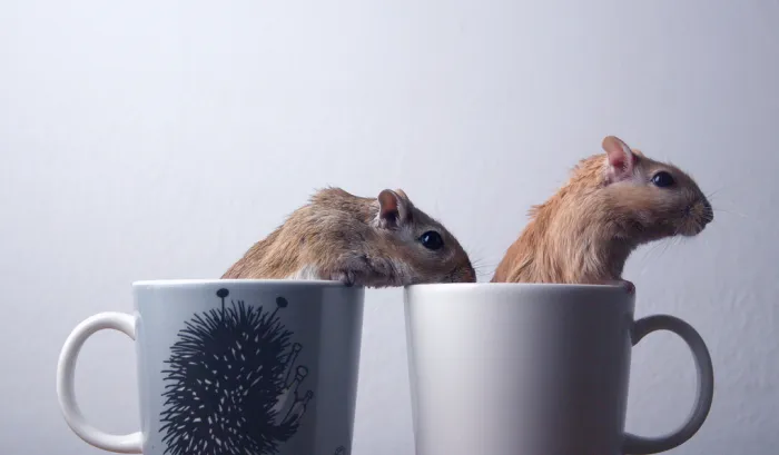 70 Cups Full Of Cuteness
