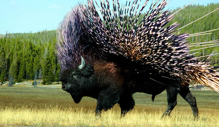 Porcupison
