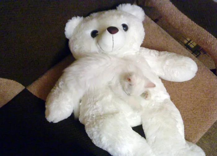 75 Pets That Are Masters Of Camouflage