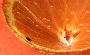 This Is Not An Orange