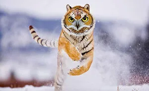 Challenge: Post Your Animal Hybrids