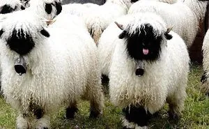 84 Animals With Majestic Hair