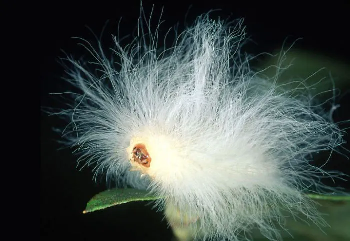 Fluffy Caterpillar