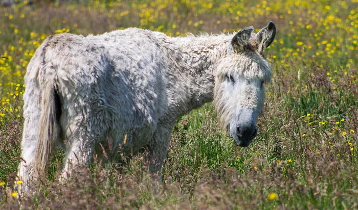 Hairy Donkey