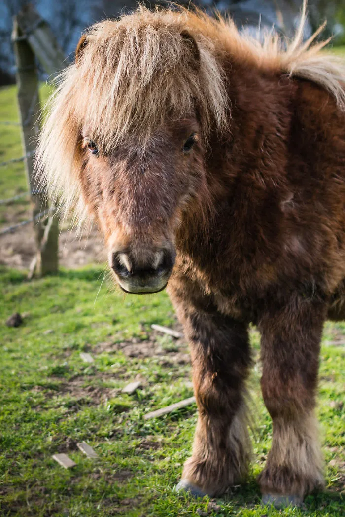 Hairy Pony