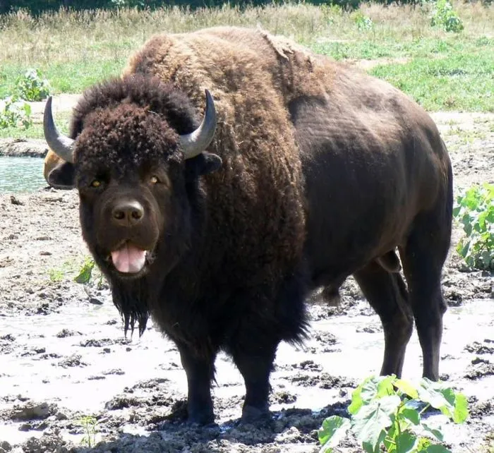 Doffalo