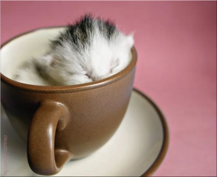 70 Cups Full Of Cuteness