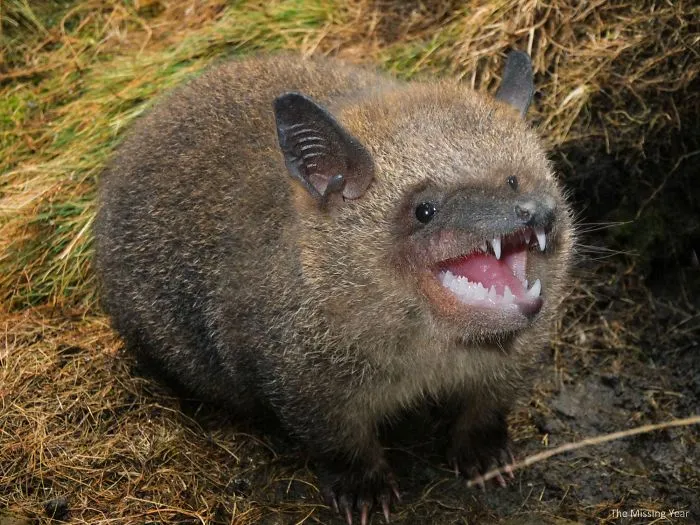 Wom(bat)^2