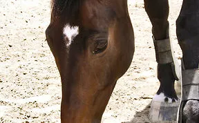 129 Animals With Unusual Fur Markings