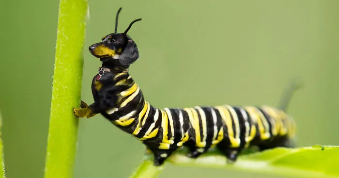 Challenge: Post Your Animal Hybrids